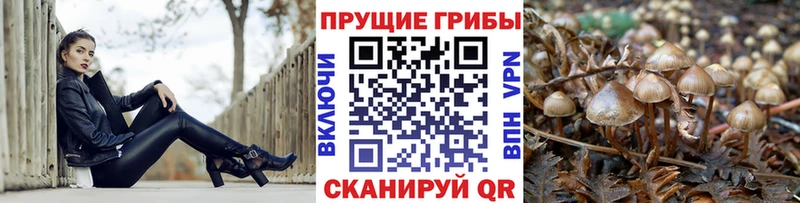 купить наркоту  Куса  blacksprut ТОР  Псилоцибиновые грибы мухоморы 